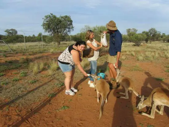 the kangaroo sanctuary that will restore your faith in humanity 12 pics 2