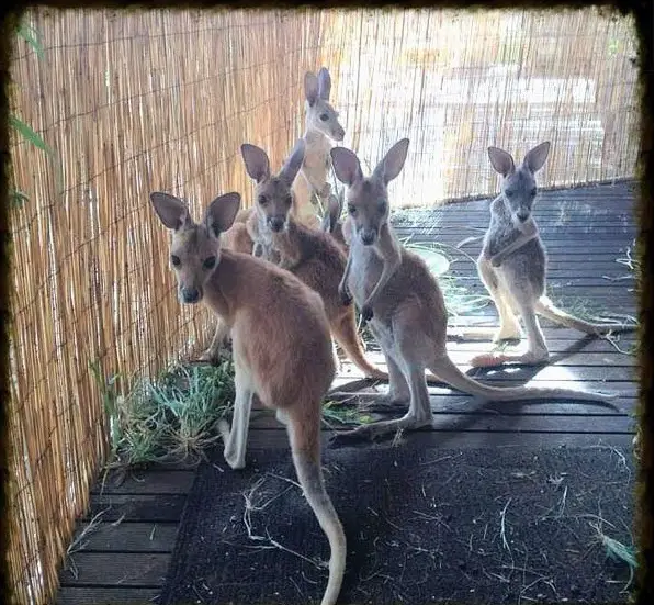 the kangaroo sanctuary that will restore your faith in humanity 12 pics 5