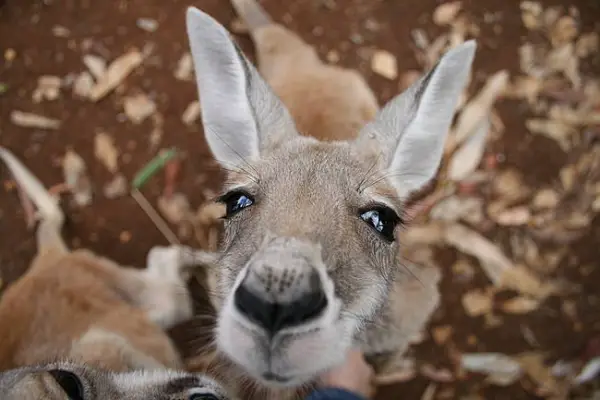 the kangaroo sanctuary that will restore your faith in humanity 12 pics 8
