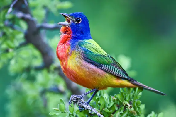the magic of color 10 birds with most vivid plumage 1