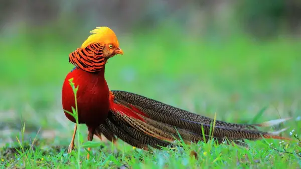 the magic of color 10 birds with most vivid plumage 5