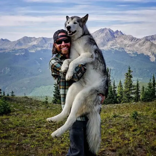 the most adventurous wolfdog loki 21 pictures 1