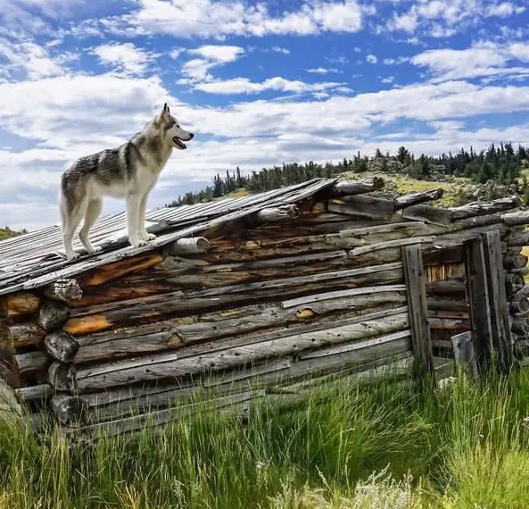 the most adventurous wolfdog loki 21 pictures 13