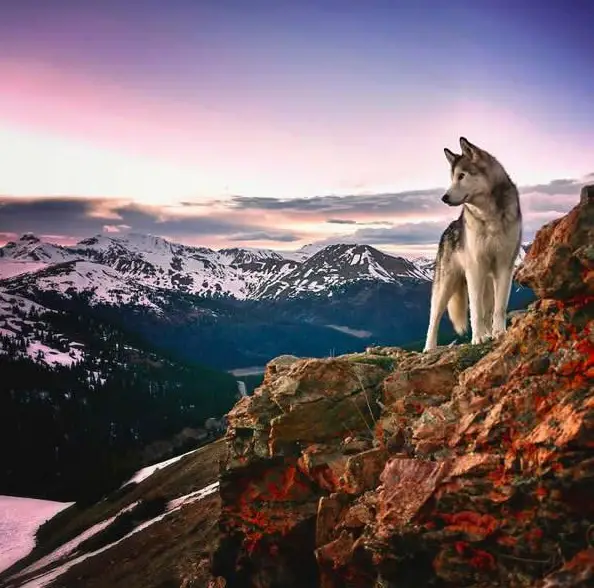 the most adventurous wolfdog loki 21 pictures 15