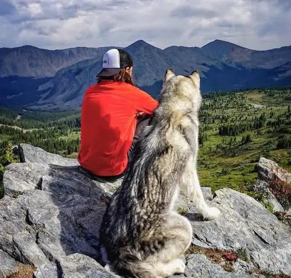 the most adventurous wolfdog loki 21 pictures 21