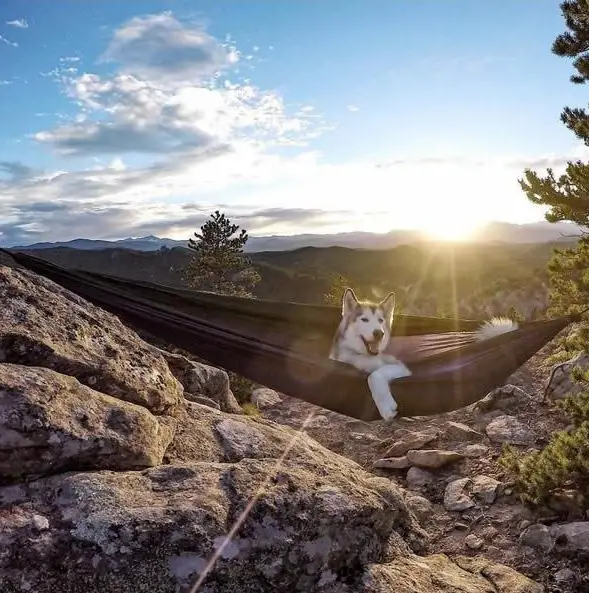 the most adventurous wolfdog loki 21 pictures 3