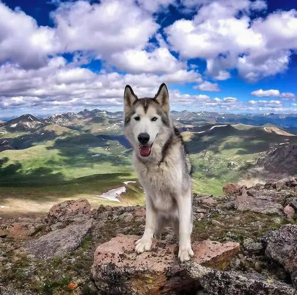 the most adventurous wolfdog loki 21 pictures 4