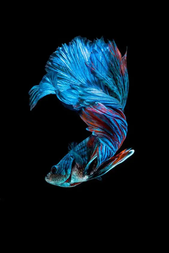 the most beautiful species of tropical fish 10 pictures 2