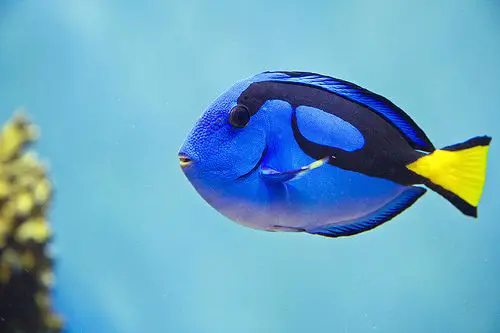 the most beautiful species of tropical fish 10 pictures 5