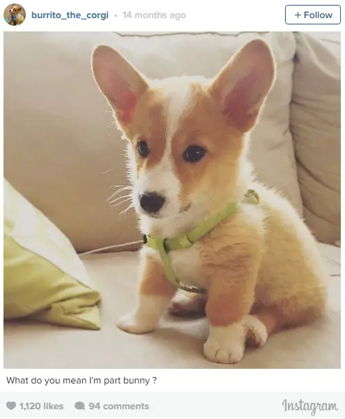 the most lovable dogs of instagram 11 pictures 7