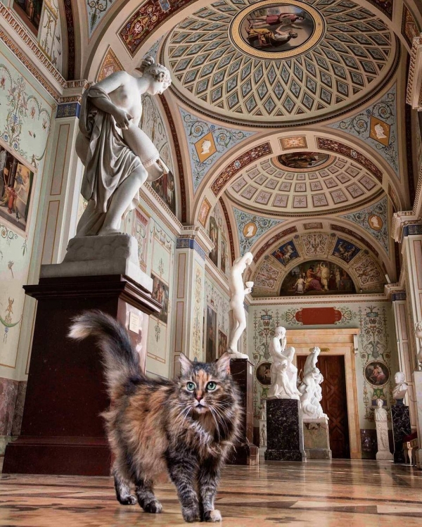 the museum where cats make rules 8 pictures 2 videos 3