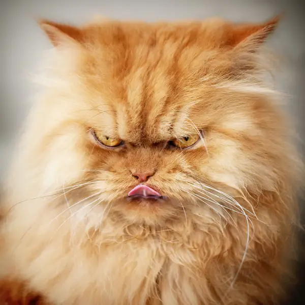 the popular grumpy cat now has some serious competition 19 pics 3