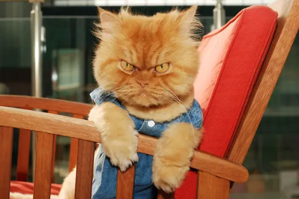 the popular grumpy cat now has some serious competition 19 pics 9