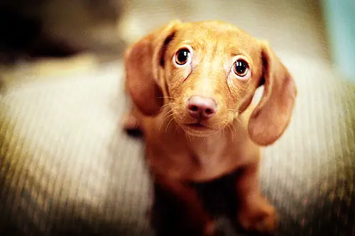 the power of puppy eyes 15 pictures 4
