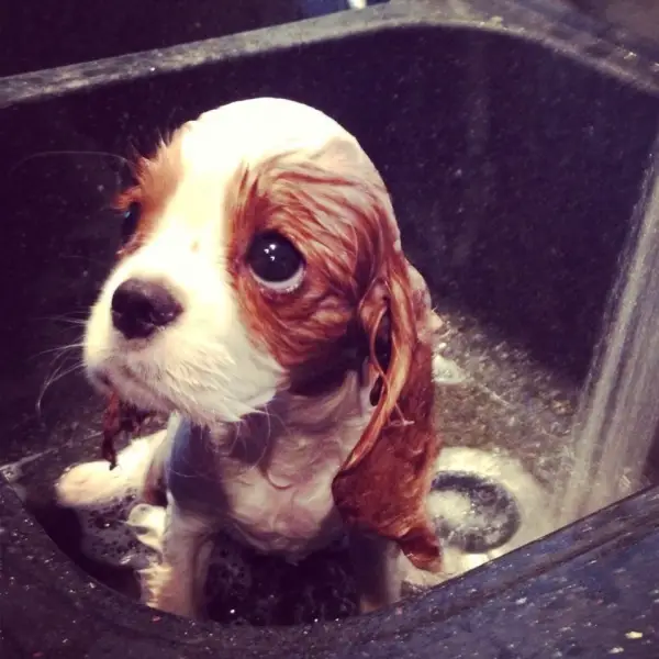the power of puppy eyes 15 pictures 8