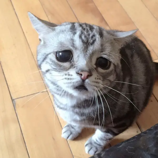 the saddest eyes of the most joyful cat 12 pics 4