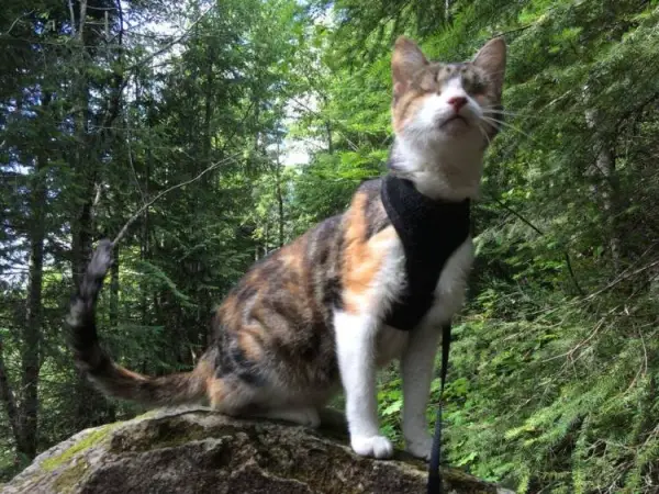 the spirit is strong in this blind but adventurous cat 10 pics 1 video 3