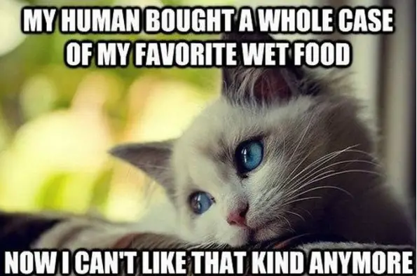 the struggle is real 26 things every cat owner goes through 18