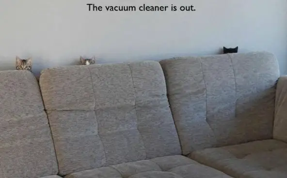 the struggle is real 26 things every cat owner goes through 23