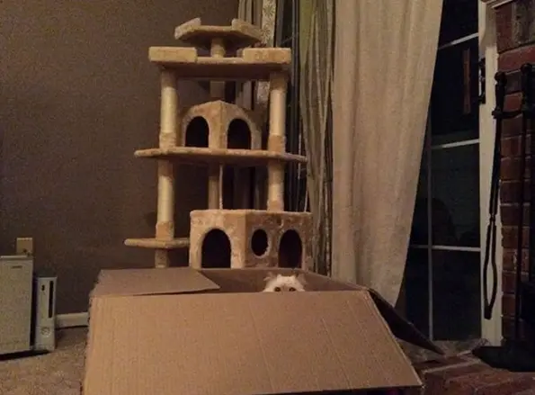 the struggle is real 26 things every cat owner goes through 24