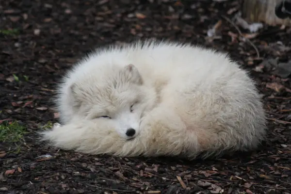 their fluff will melt your heart 13 pictures 6