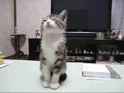 these 16 kitten gifs are just the thing you want to start your day with 10