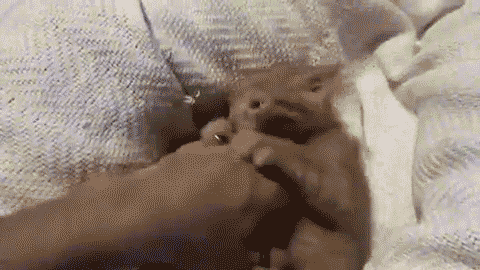 these 16 kitten gifs are just the thing you want to start your day with 11