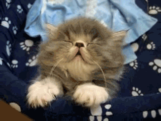 these 16 kitten gifs are just the thing you want to start your day with 14