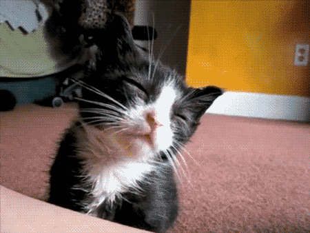 these 16 kitten gifs are just the thing you want to start your day with 15