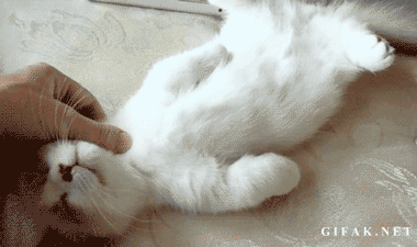 these 16 kitten gifs are just the thing you want to start your day with 3