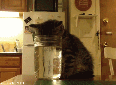these 16 kitten gifs are just the thing you want to start your day with 4