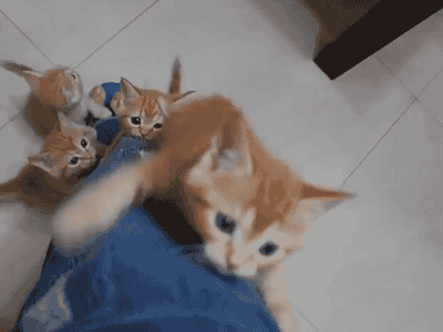 these 16 kitten gifs are just the thing you want to start your day with 8