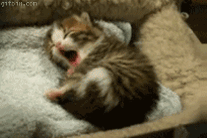 these 16 kitten gifs are just the thing you want to start your day with 9