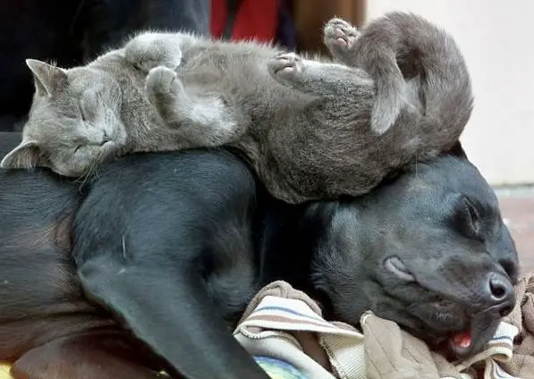 these are definitely the most adorable sleeping buddies 22 pics 11