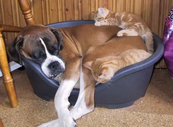 these are definitely the most adorable sleeping buddies 22 pics 12