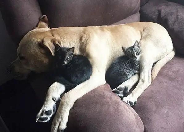 these are definitely the most adorable sleeping buddies 22 pics 13
