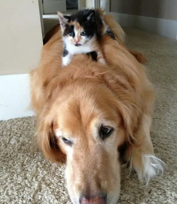 these are definitely the most adorable sleeping buddies 22 pics 16