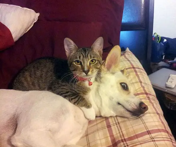 these are definitely the most adorable sleeping buddies 22 pics 21