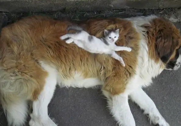 these are definitely the most adorable sleeping buddies 22 pics 5