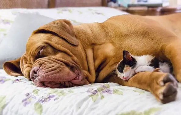 these are definitely the most adorable sleeping buddies 22 pics 6