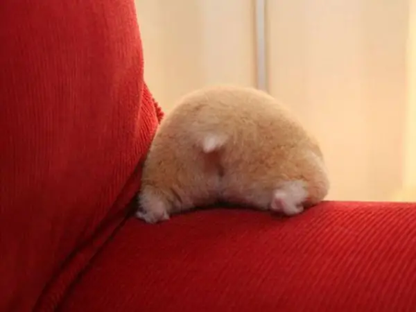 these hamster behinds are next cutest thing on the internet 17 pictures 1