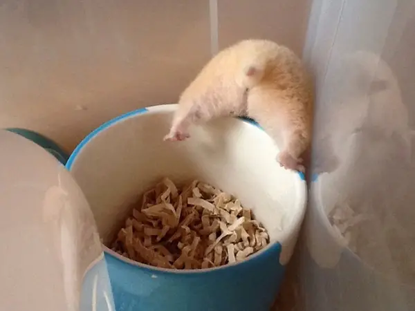 these hamster behinds are next cutest thing on the internet 17 pictures 2