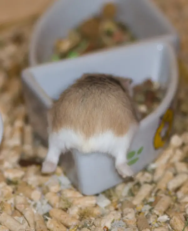 these hamster behinds are next cutest thing on the internet 17 pictures 4