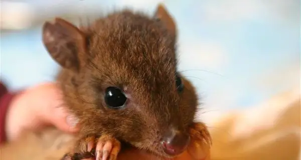 these nearly extinct little guys are just looking for love 10 pictures 4