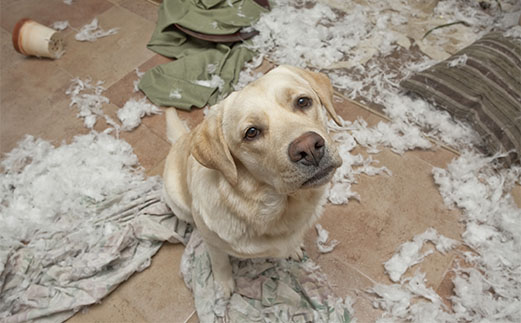 these pets are messy but still too cute 17 pictures 1