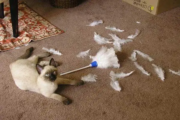these pets are messy but still too cute 17 pictures 4