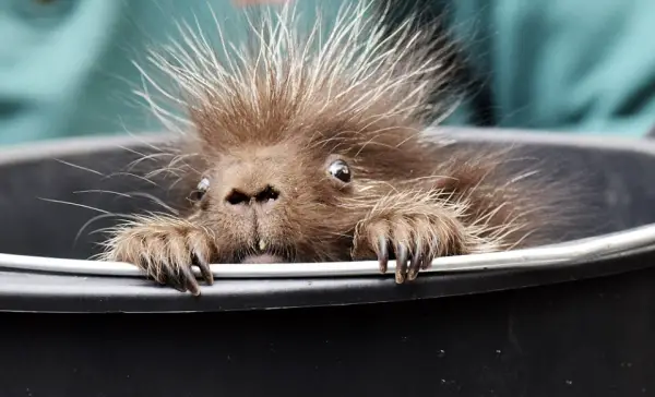 these spiky little guys are actually pretty amazing 10 pictures 2