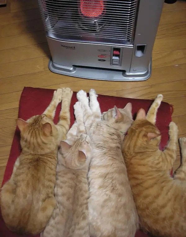 they dont need much some love and a warm place 16 pics 14