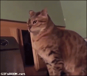 they might be small and fluffy but they are still fierce hunters 14 gifs 1