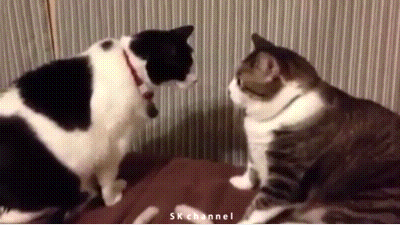 they might be small and fluffy but they are still fierce hunters 14 gifs 12